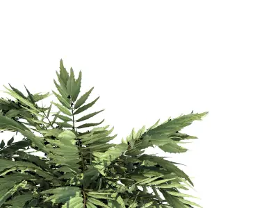 Mafoniaconfusa three palm trees 3D model