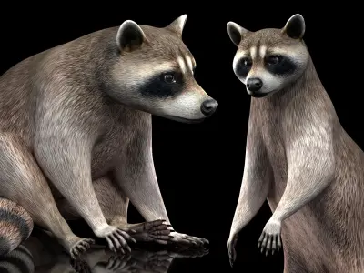  Raccoon Rigged for Maya 