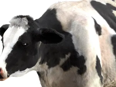  Dairy Cow (Rigged) 