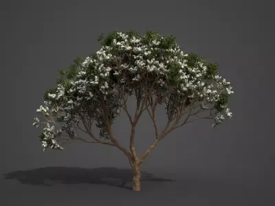 2021 PBR Chinaberry Collection - Melia Azedarach Free 3D model