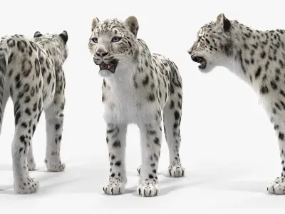  Snow Leopard with Detailed Fur 