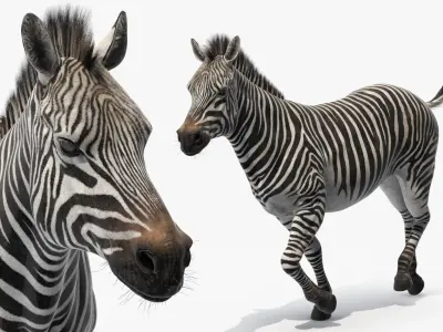  African Animals Collection 12 