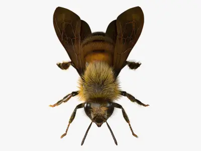  BeeRiggedAnimated 3D 