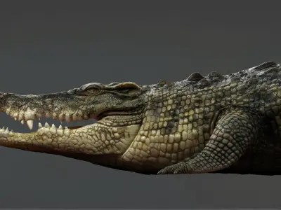  Crocodile RIG 