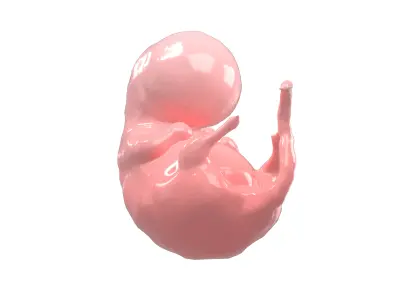 Human embryo V1 001 Low-poly 3D model