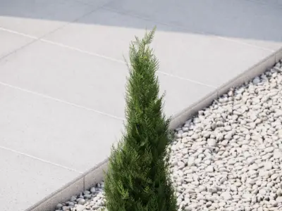 Small conifer 3D model