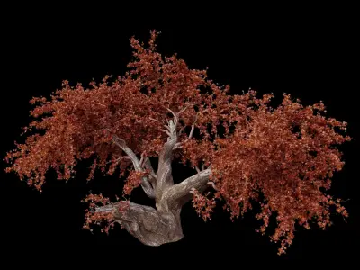 Red maple trees 3D Model Pack
