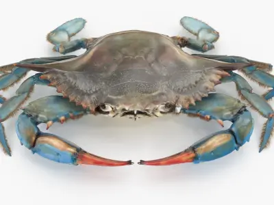  Blue Crab 