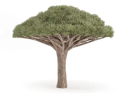 Dragon Tree 3D model