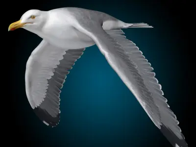 Seagull - Flight 
