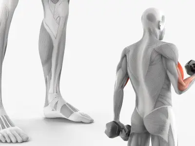  Anatomy Male Muscular System Biceps Curls 