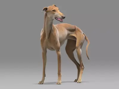 Greyhound Brown Rigged 3D model