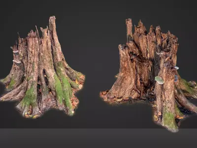 Photorealistic tree root from scan for renders 3D model