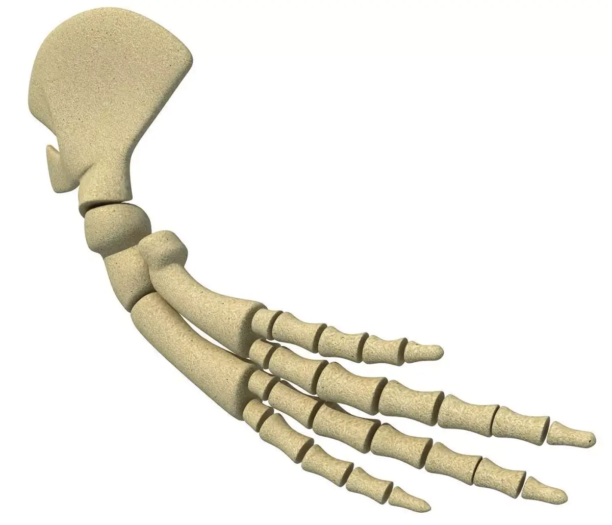 Whale Flipper Shoulder Bones 3D model