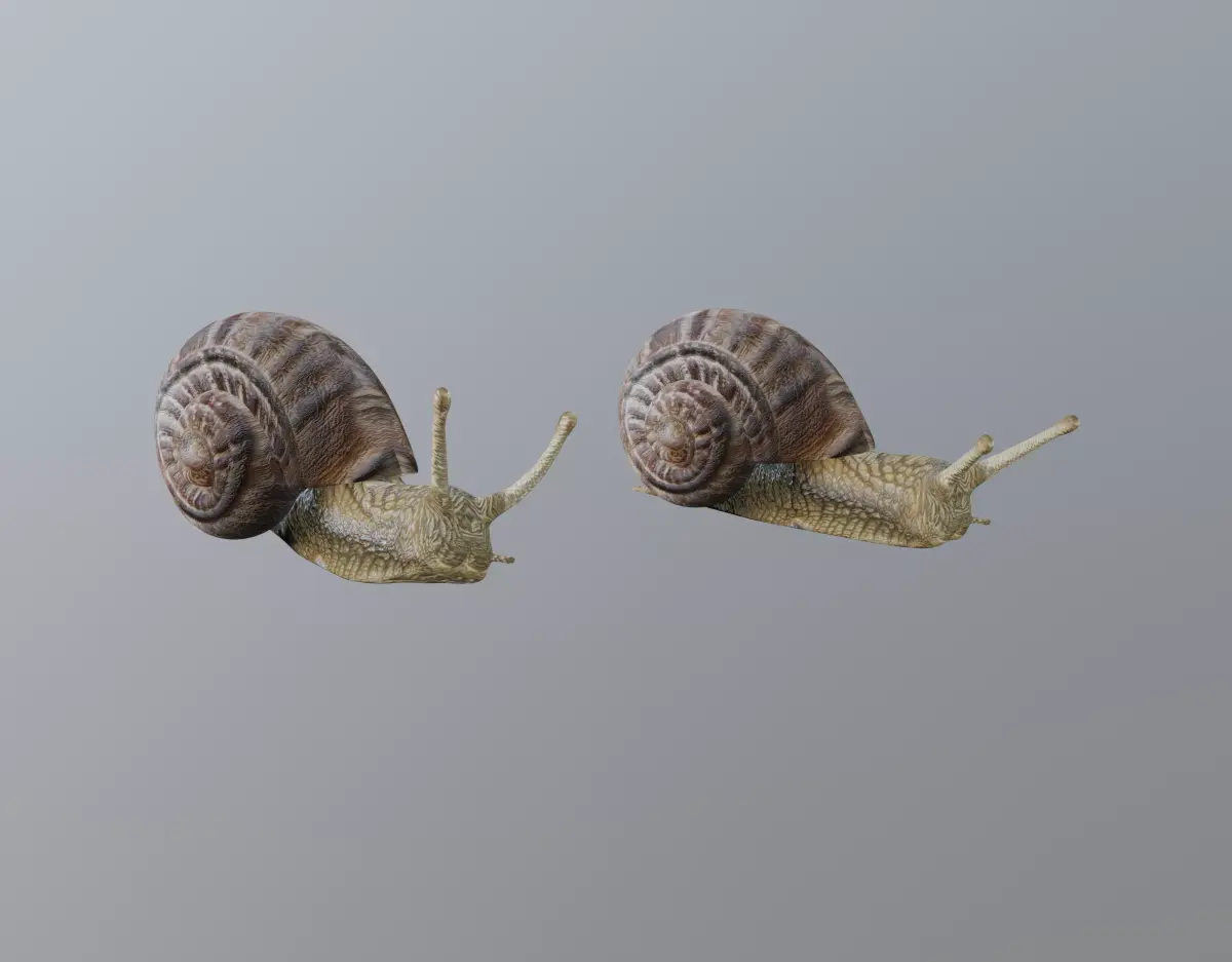 Snail 3D model 2