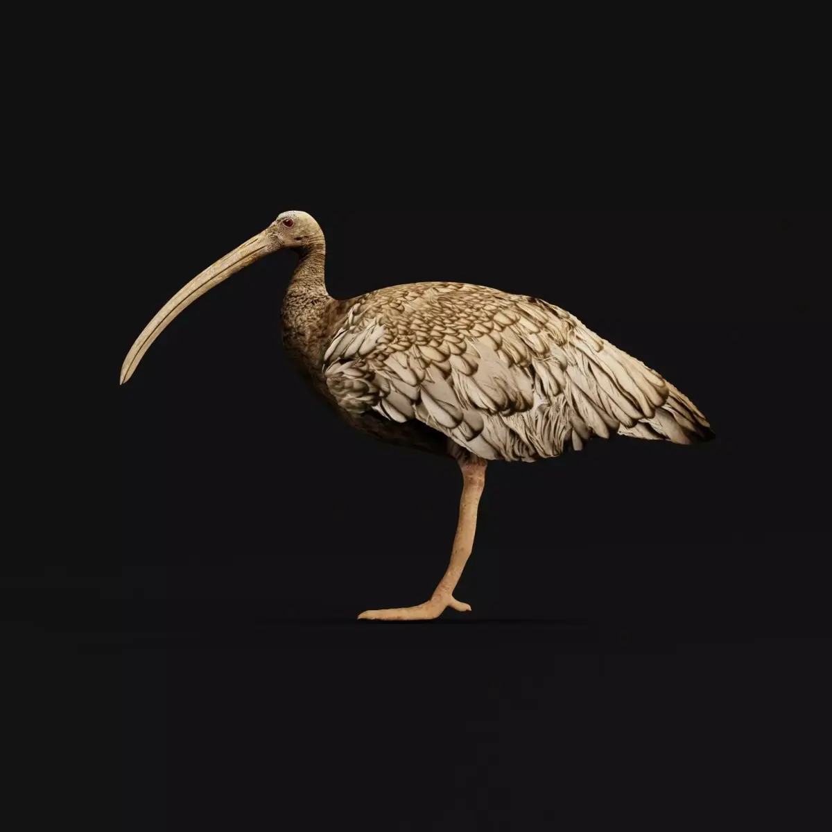 Giant Ibis Bird Low-poly 3D model