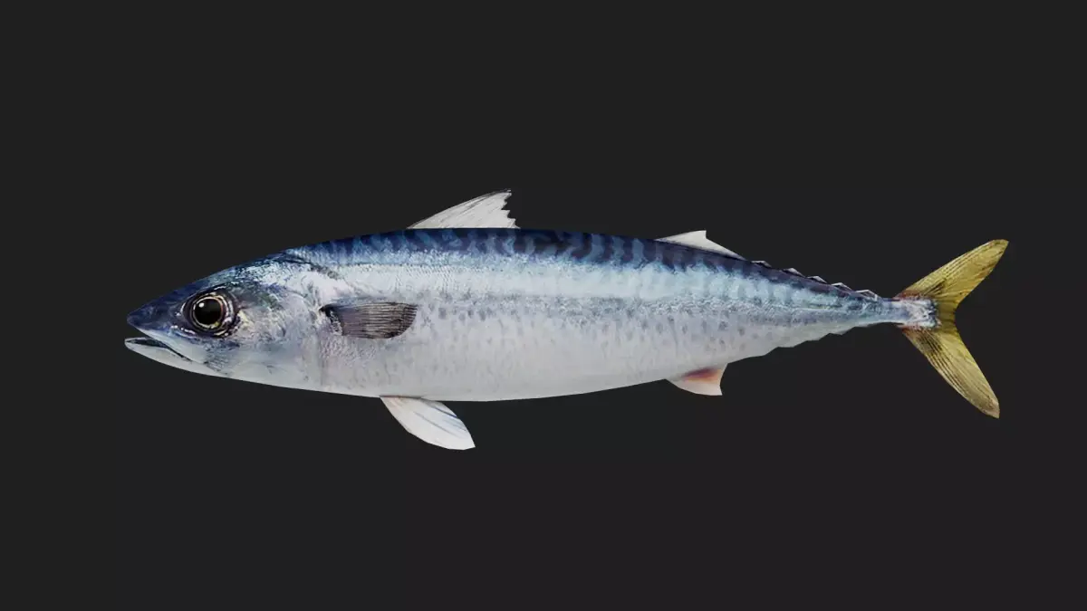 Mackerel Low-poly 3D model