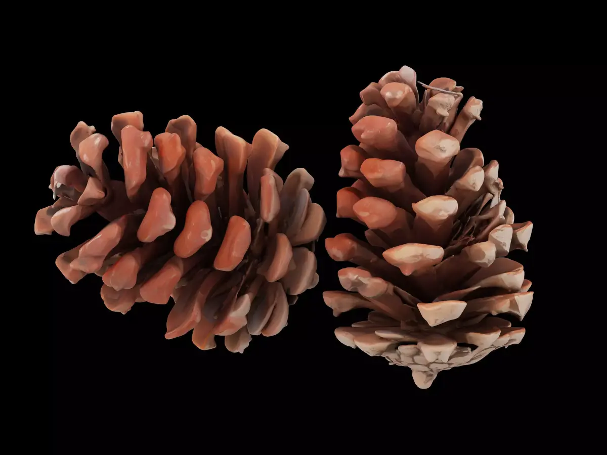 Pine cone  3D model