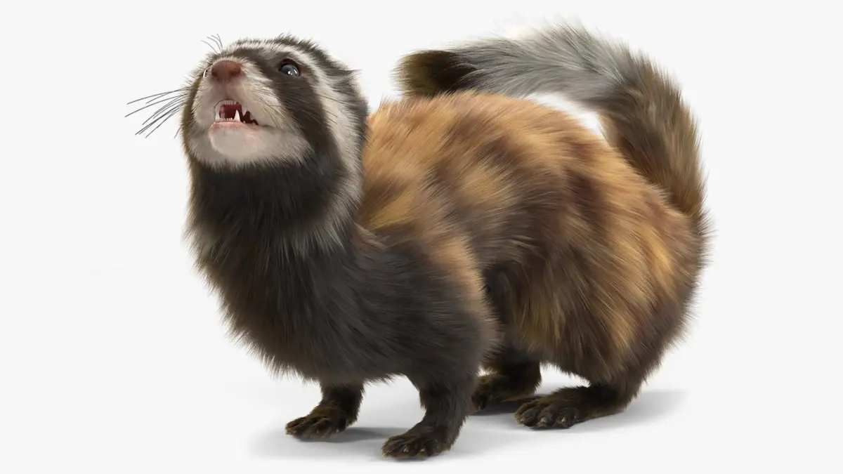 Vormela Peregusna Fur Rigged 3D model
