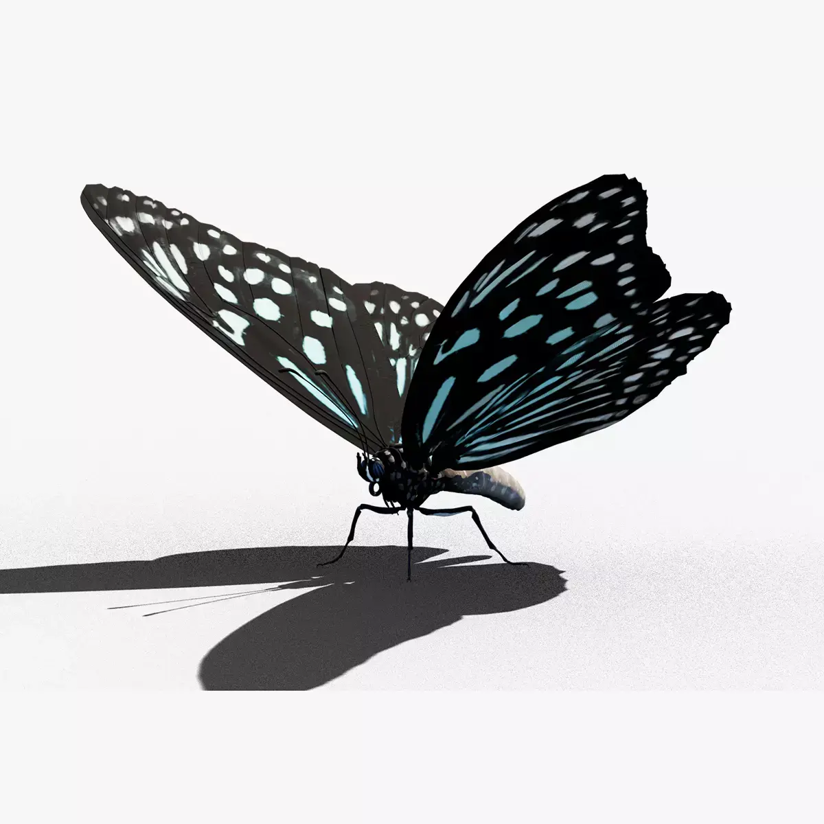 Butterfly Blue Tiger 3D model