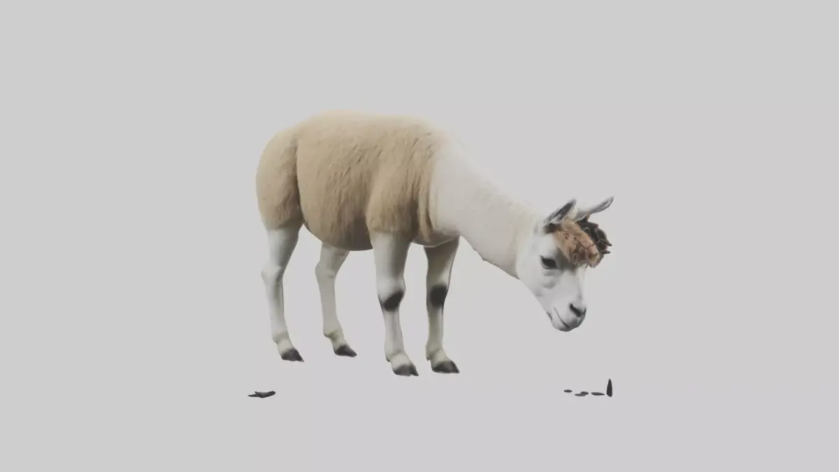 Lama grazing model Low-poly 3D model