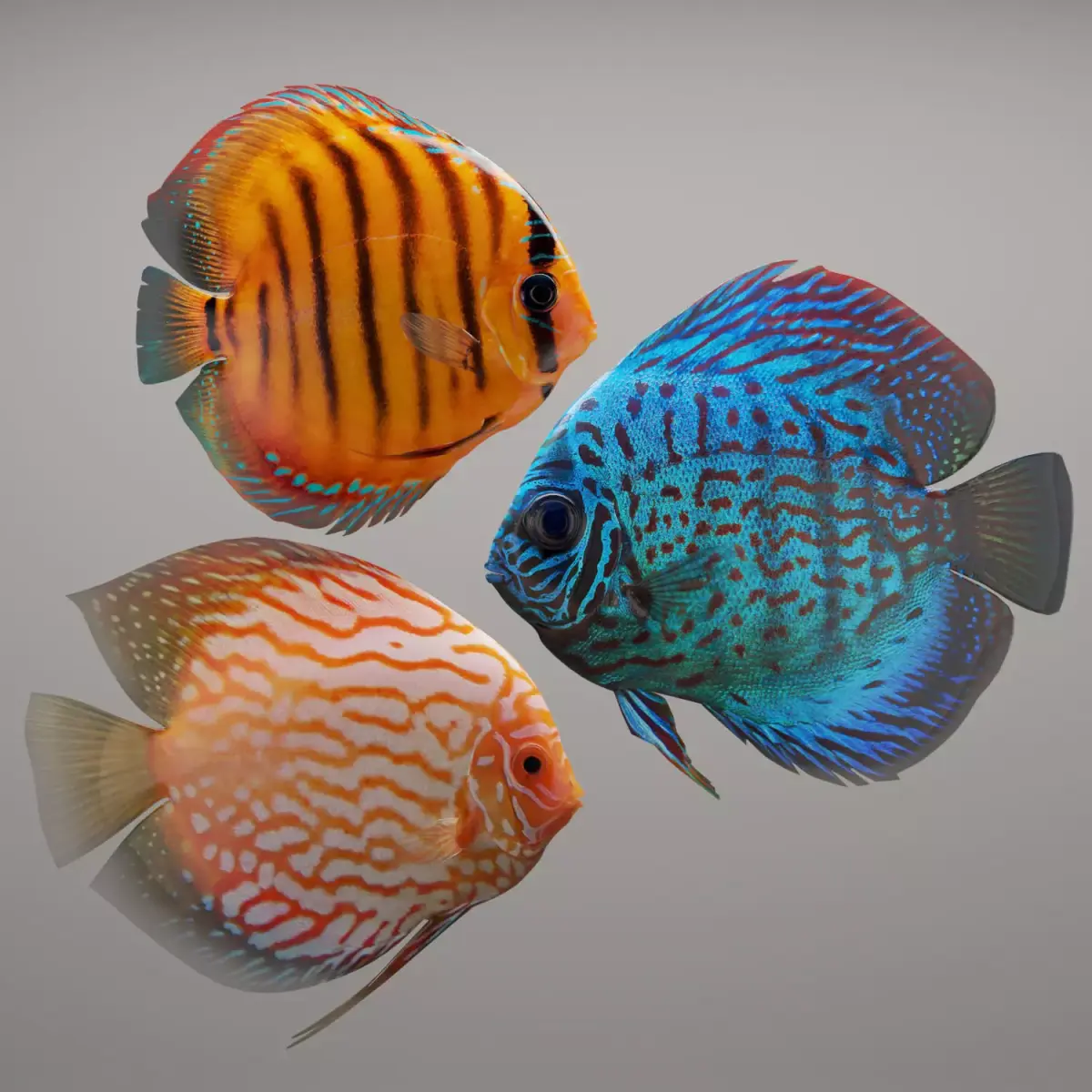 Discus fish 3D model