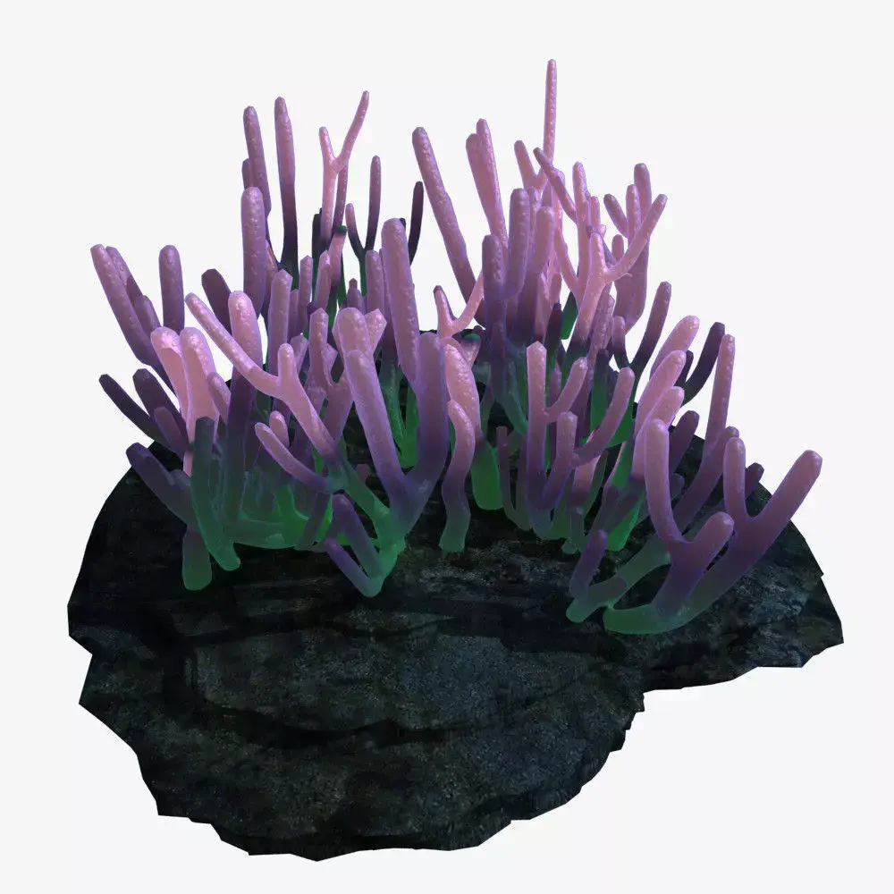 Coral on rock 3D model purchase