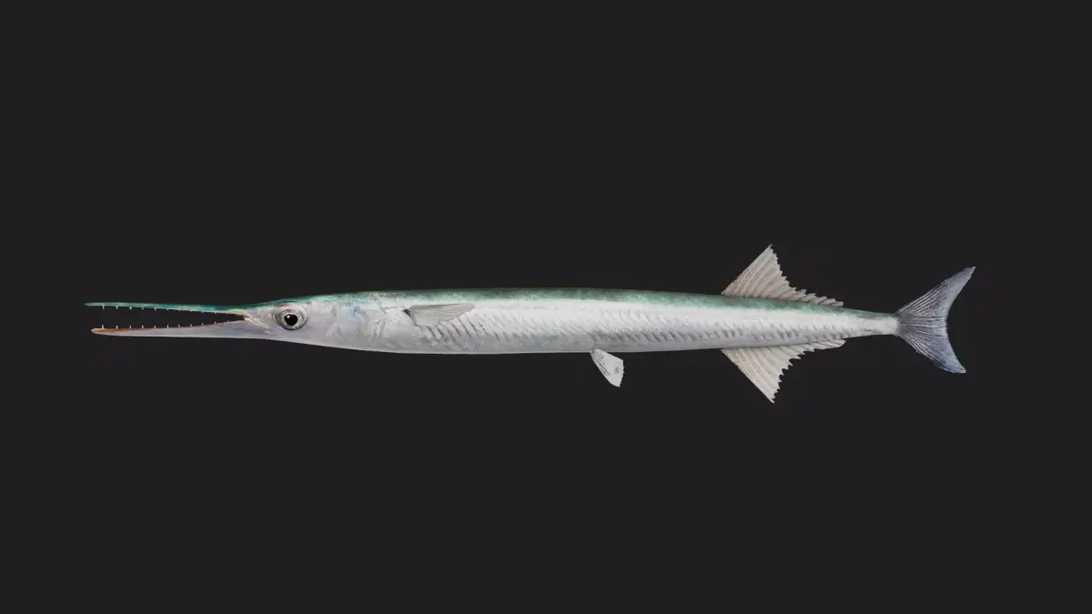 Garfish Low-poly 3D model