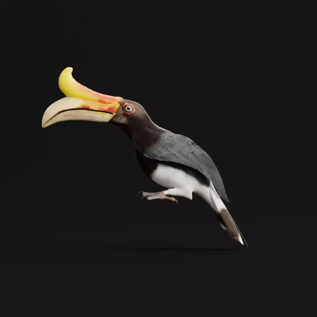 Rhinoceros Hornbill Bird 3D model