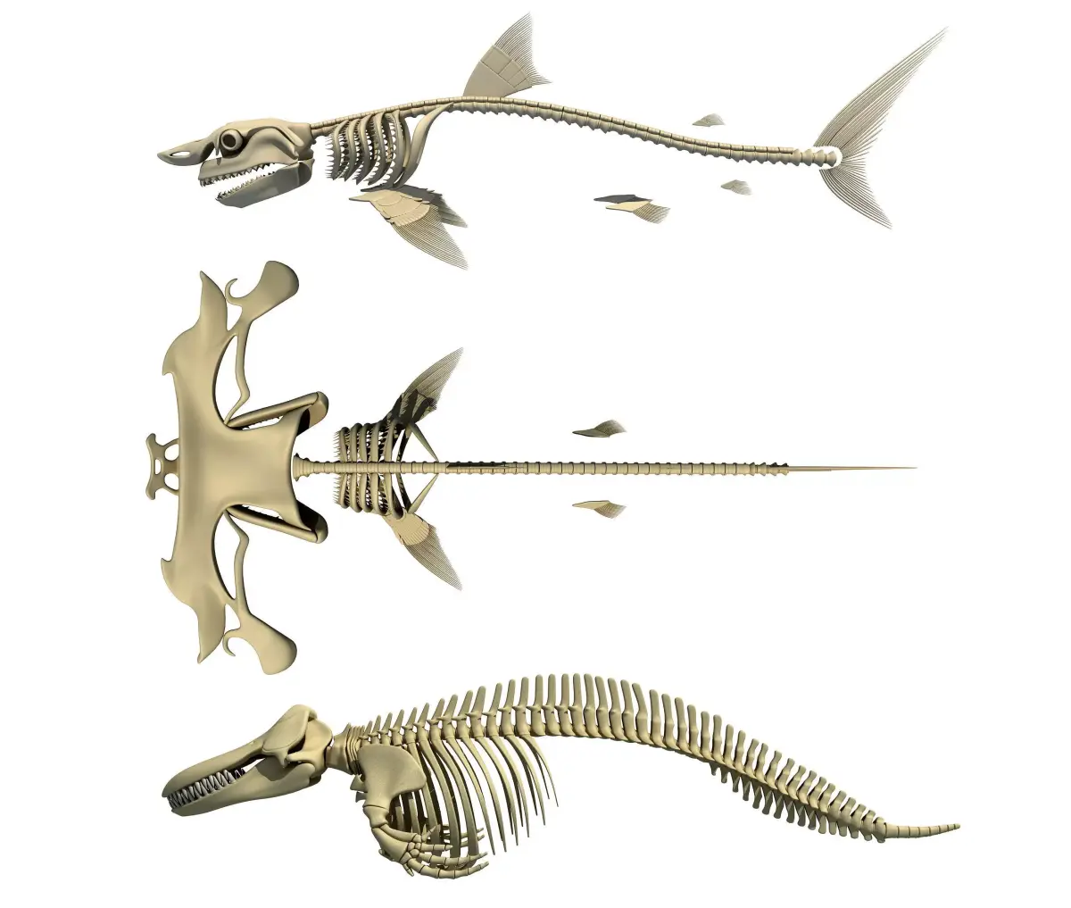 Sharks Skeletons 3D Models 3D model