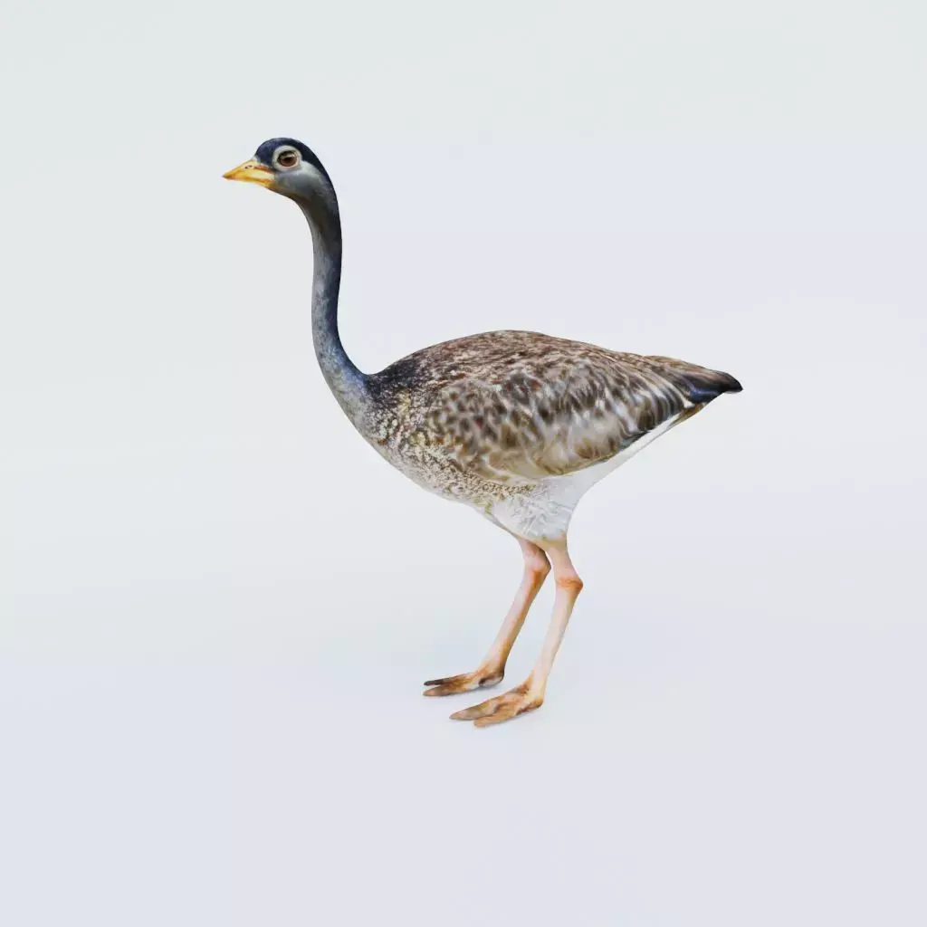 Ostrich Free 3D model