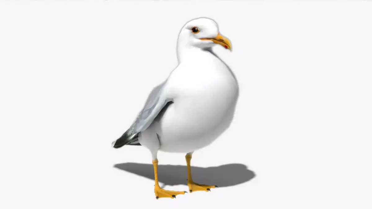 Seagull Low-poly 3D model purchase
