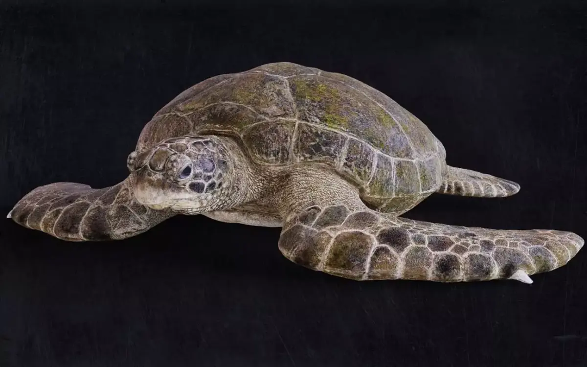 Realistic Turtle high res 3D model
