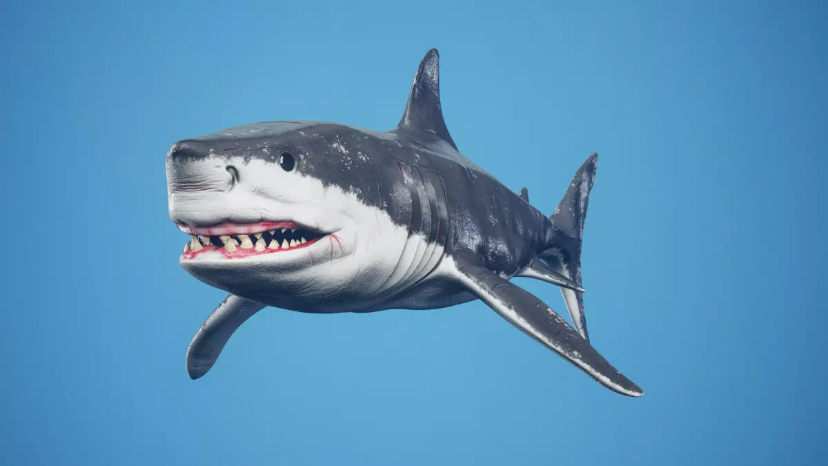 Great White Shark Low-poly 3D model 7