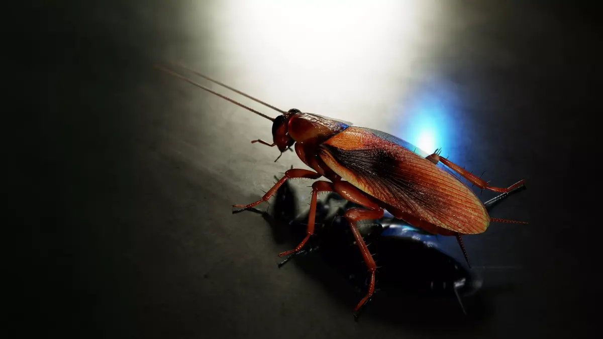 Realistic Cockroach 3D Model Rigged and PBR Textured 3D model