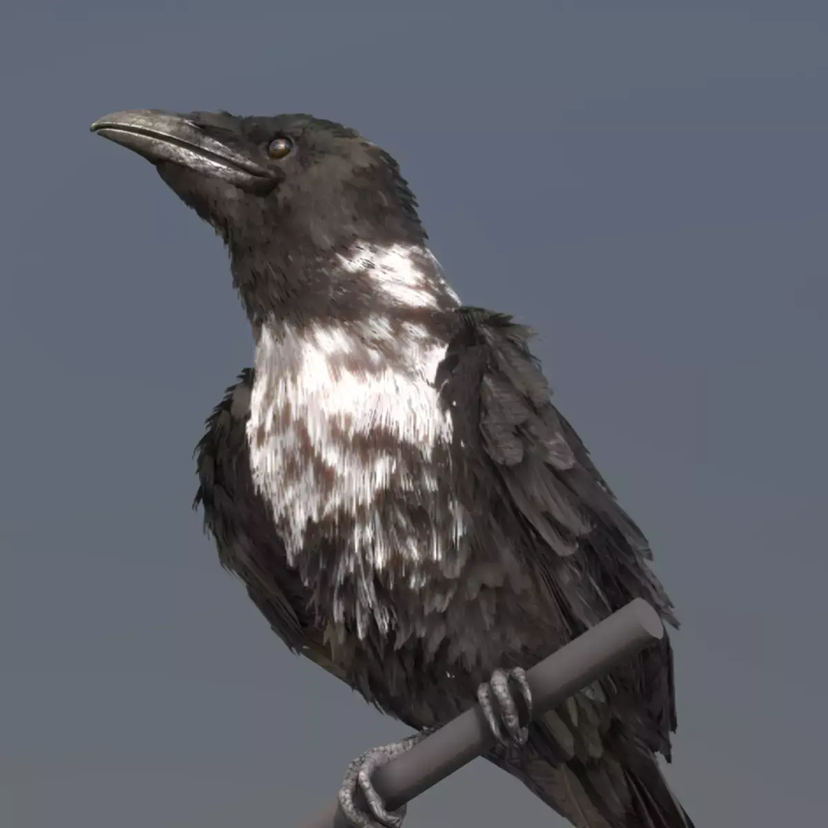 Pied Crow 3D model