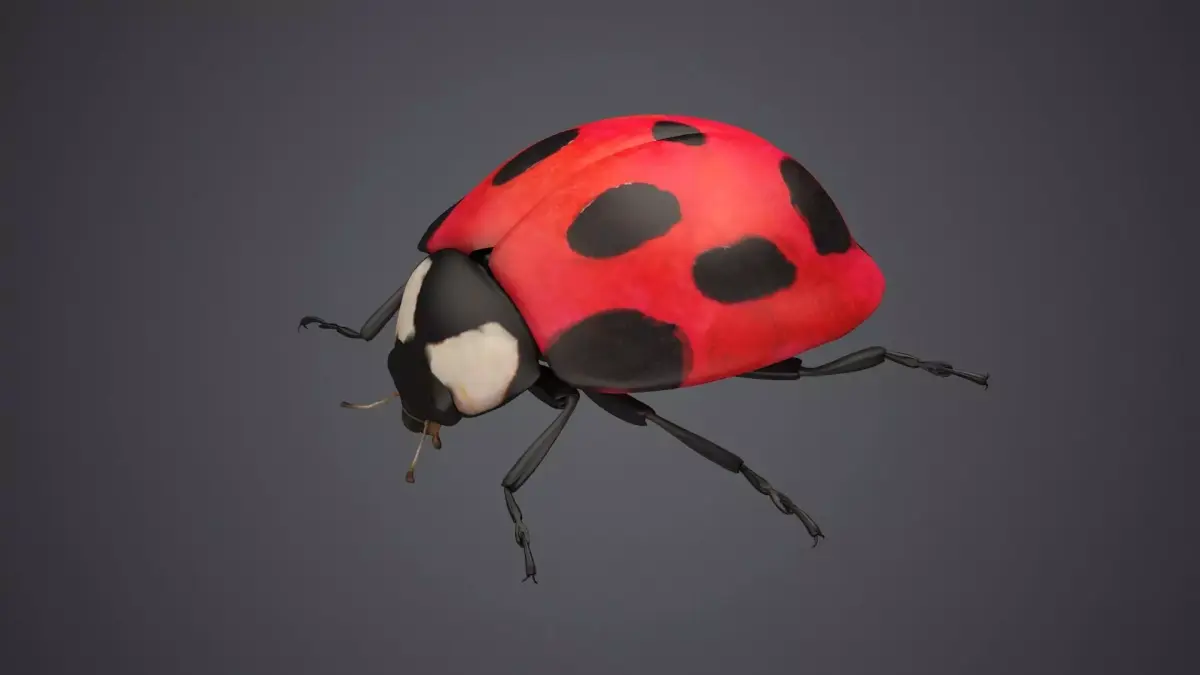 ladybug ladybird beetle bug insect coccinella insects bugs fly 3D model
