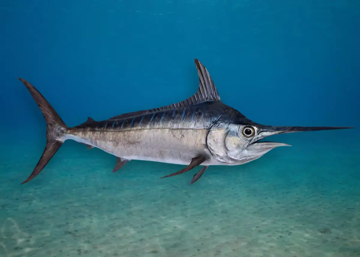 Blue Marlin Animated 3D model