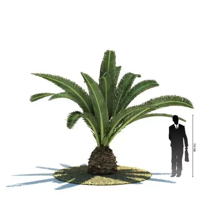 Palmtree   Phoenix Canariensis 3D model