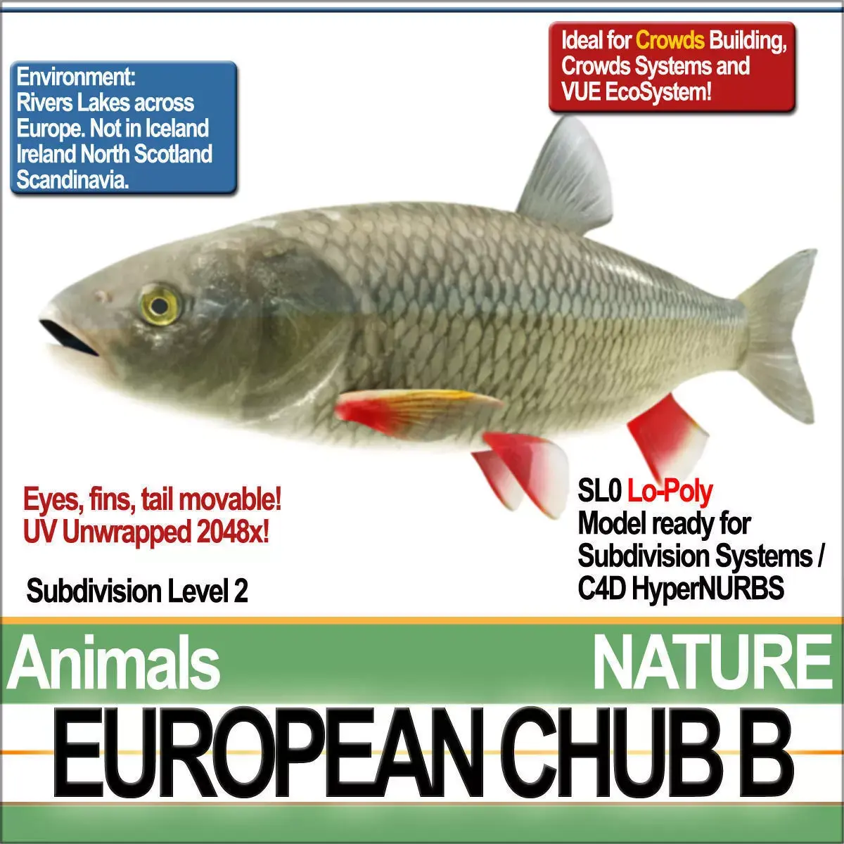 European Chub B 3D model