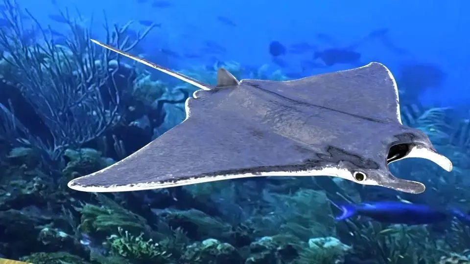 Manta Ray Low-poly 3D model buy