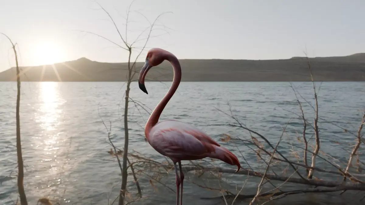 Florida Flamingo - Realistic 3D model