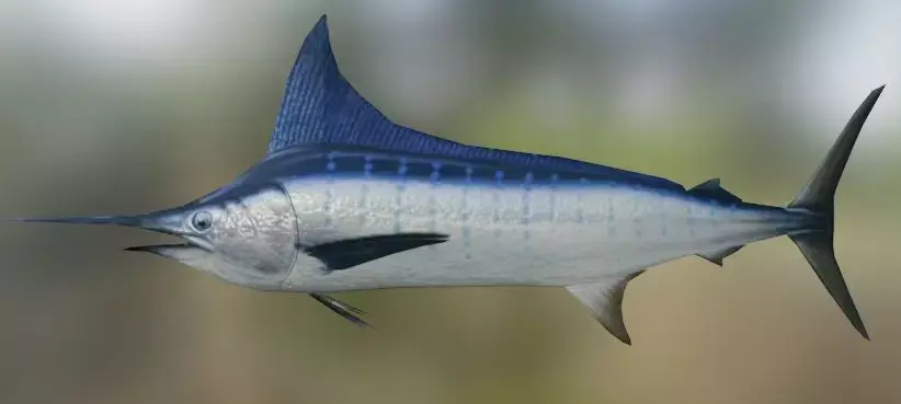 Swordfish marlin 3D model