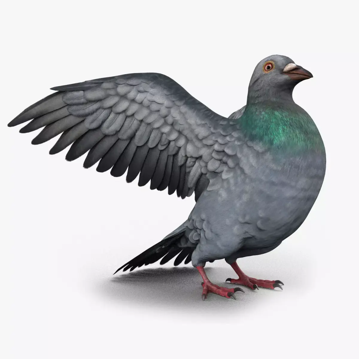Pigeon Game Ready with wings spread Low-poly 3D model