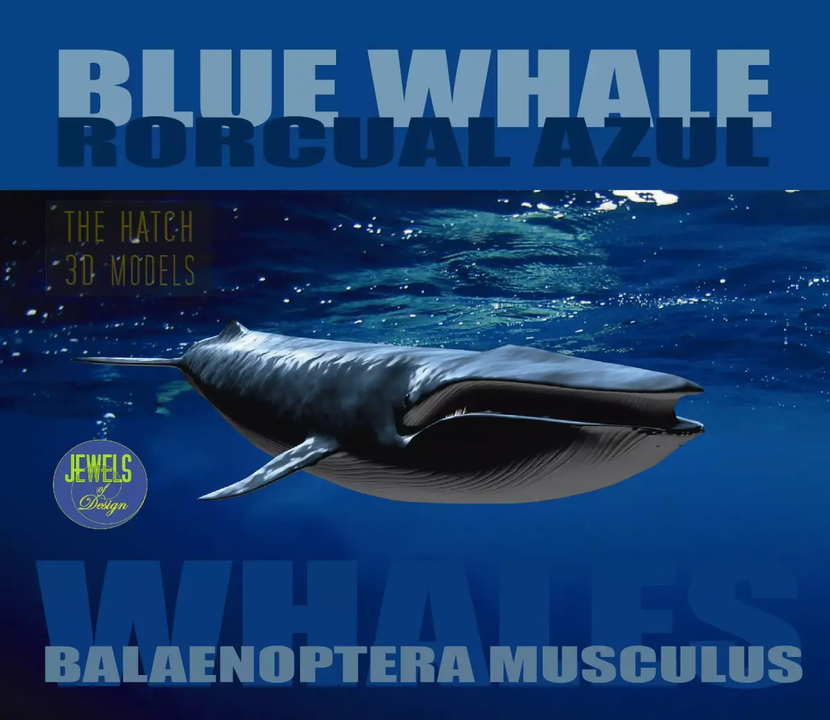 Blue Whale 3D model buy