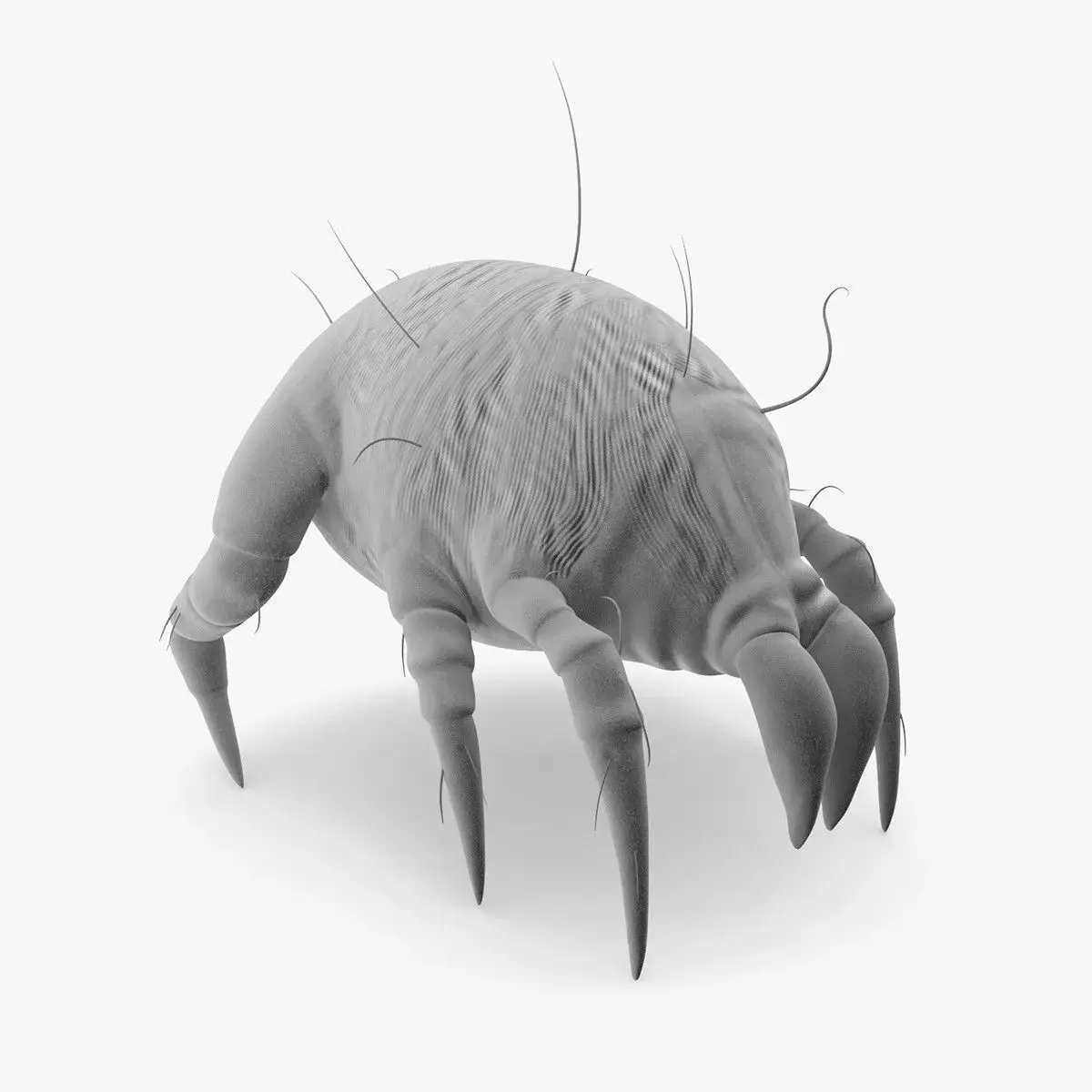 Dust Mite 3D model purchase