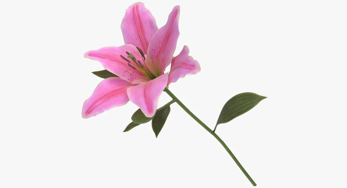 Lilium - Pink 3D model
