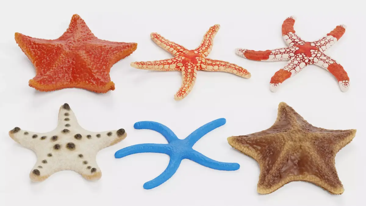 -Starfishes - Rigged Collection- 3D model