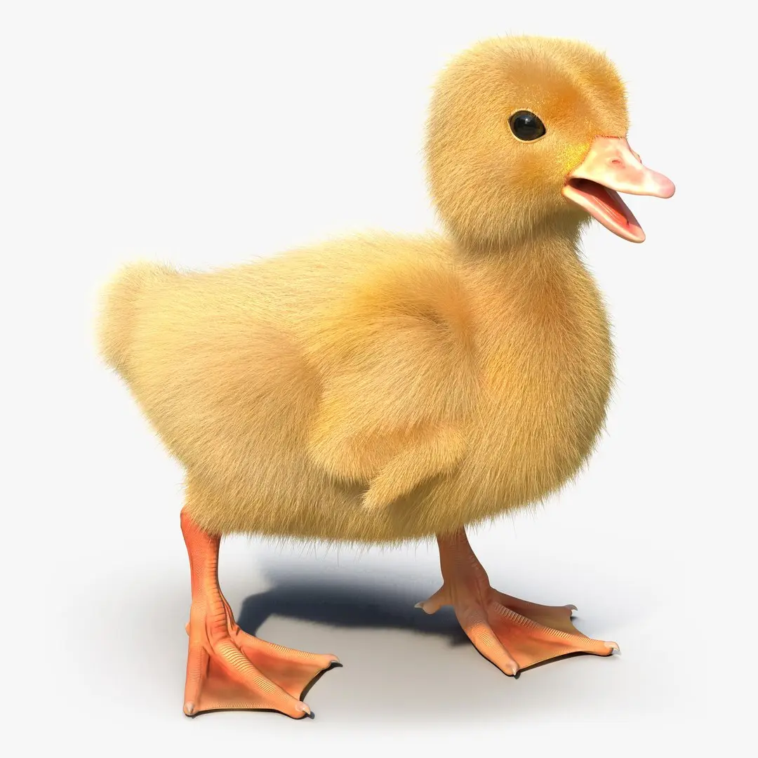  Duckling Rigged 