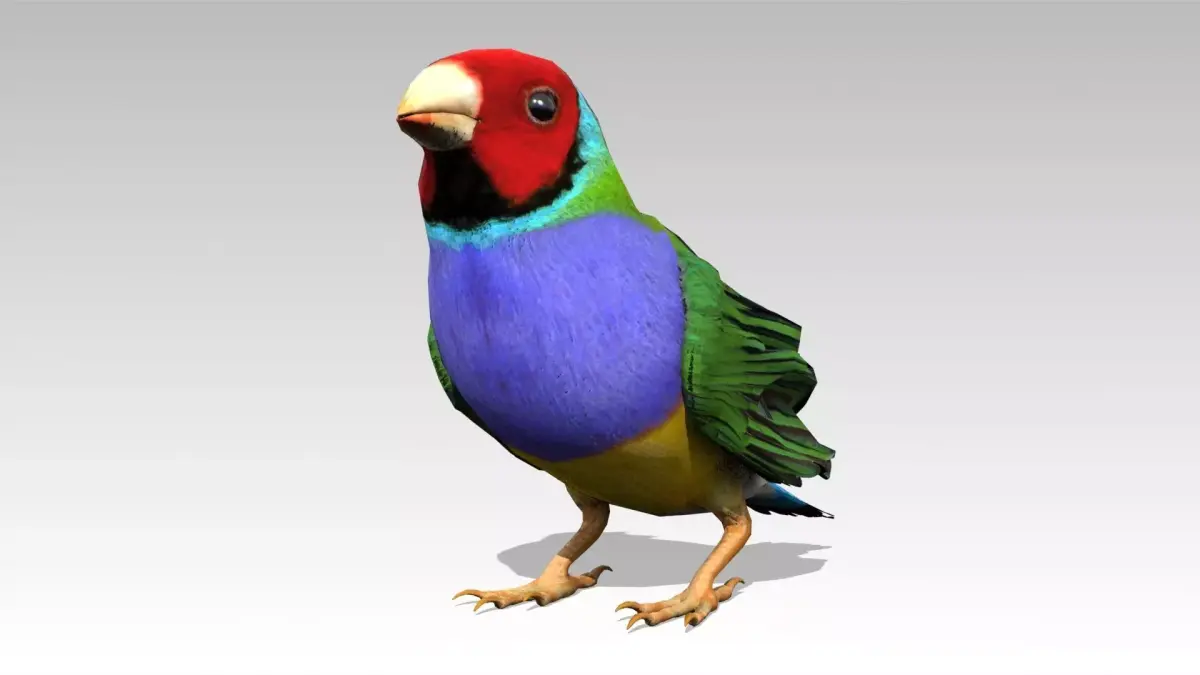 Gouldian Animated Low-poly 3D model